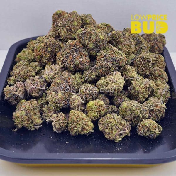 Buy Tangerine Dream (AAA) online Canada
