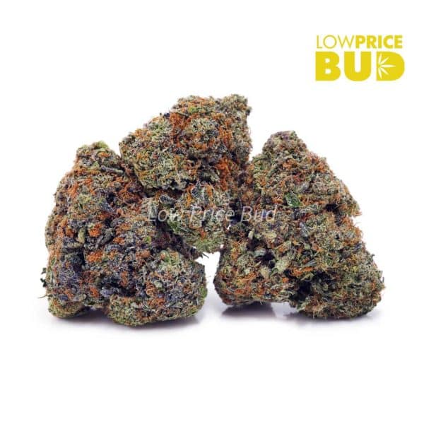 Buy El Chapo (AAAA) online Canada