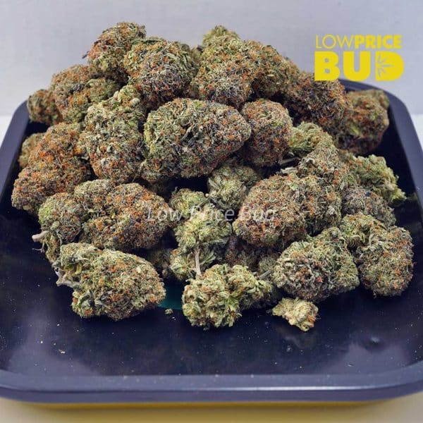 Buy El Chapo (AAAA) online Canada