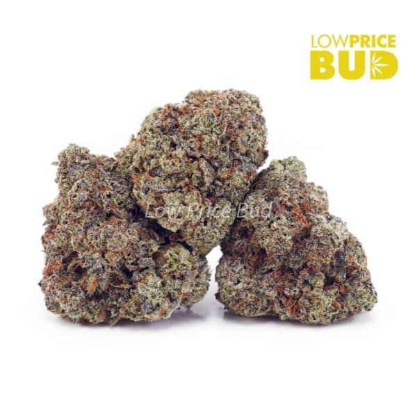 Buy Gelato #33 (AAA) online Canada