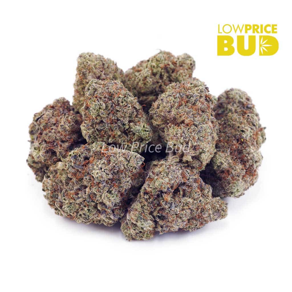 Buy Gelato #33 (AAA) online Canada