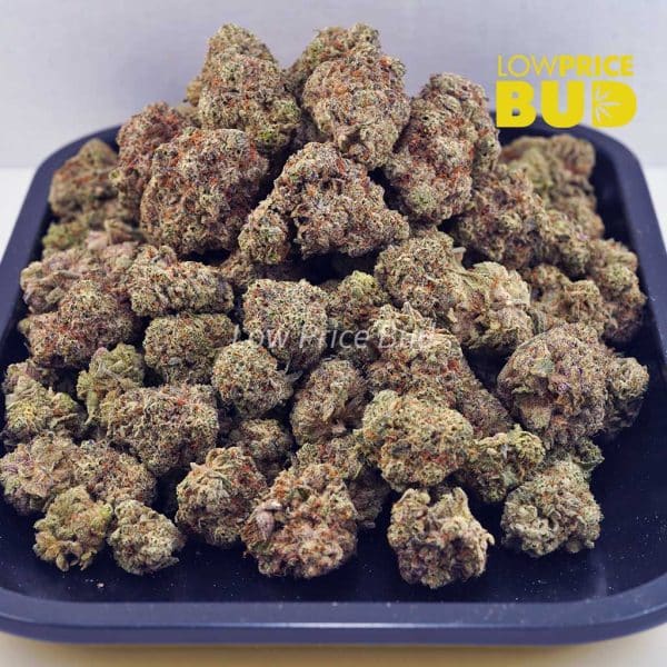 Buy Gelato #33 (AAA) online Canada