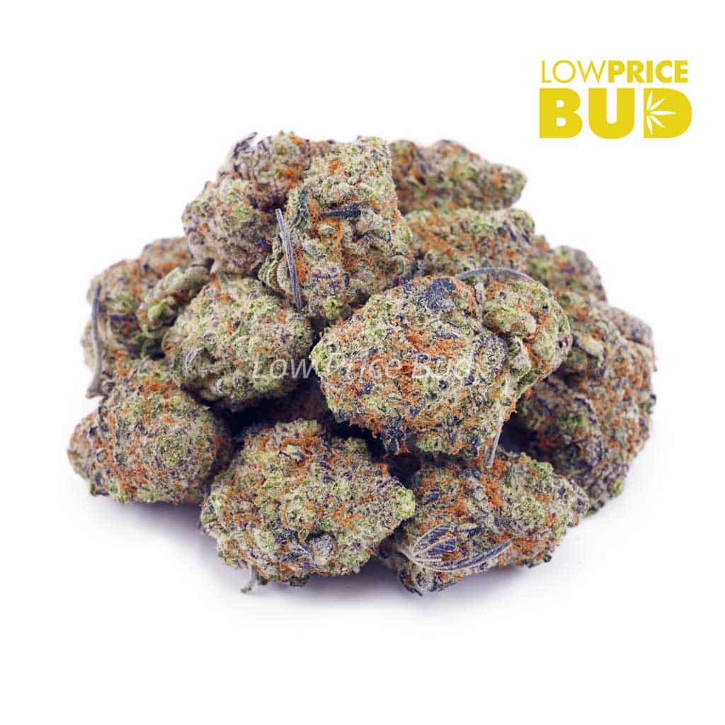 Buy Champagne Kush (AAA) online Canada