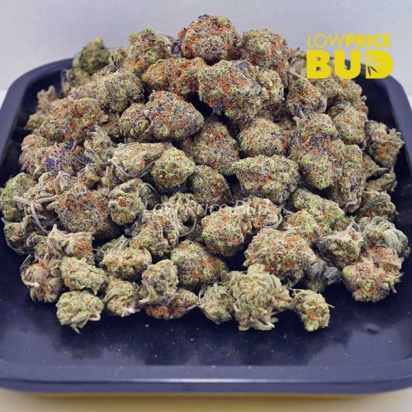 Buy Champagne Kush (AAA) online Canada