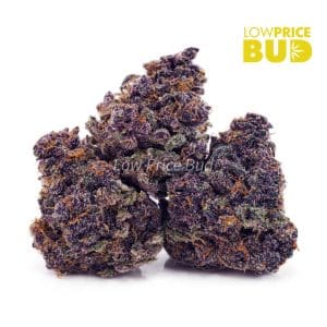Buy Purple Kush (AAA) online Canada