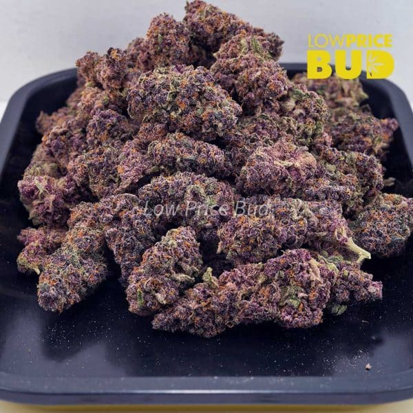 Buy Purple Kush (AAA) online Canada
