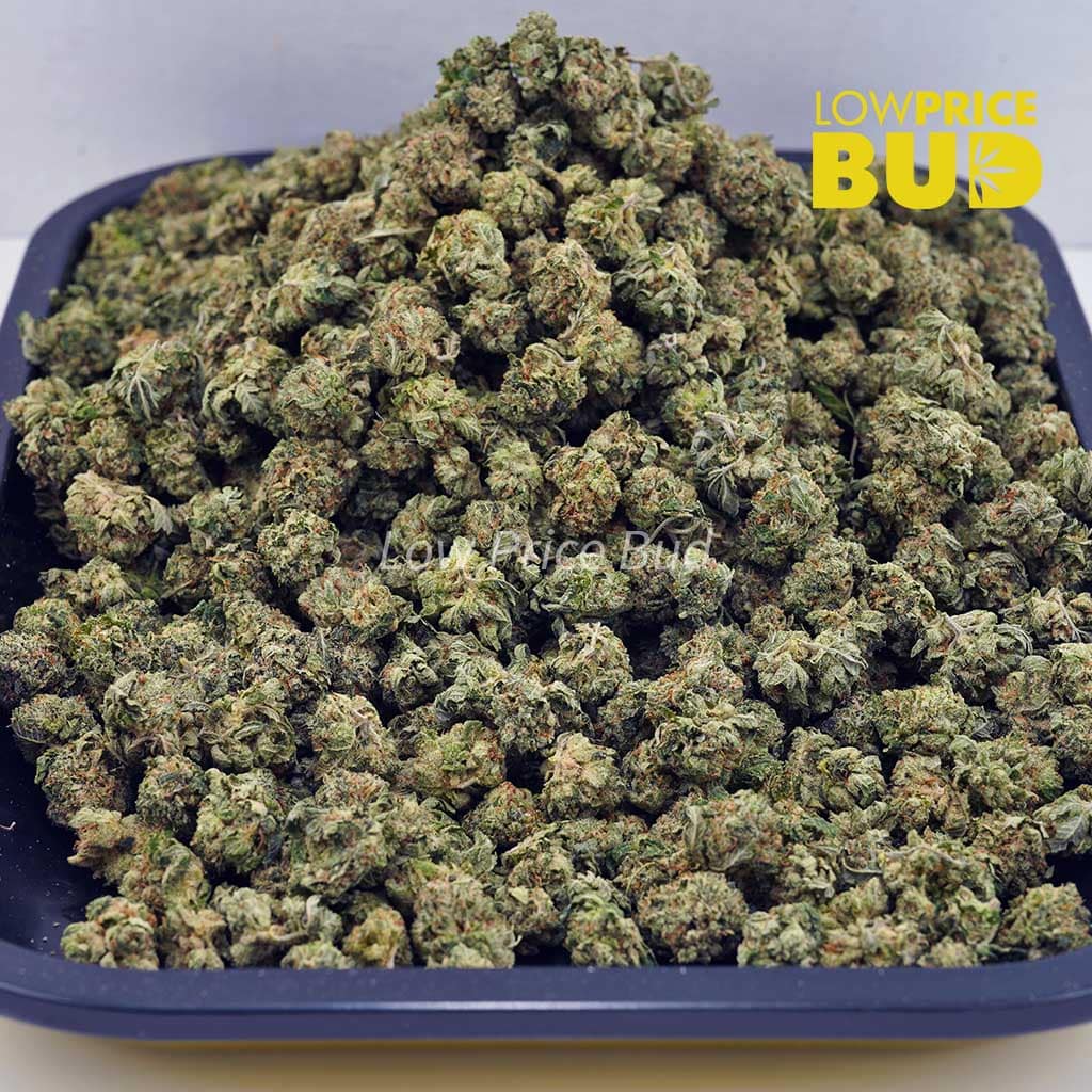 Buy Island Sweet Skunk (AAAA) – Popcorn Nugs online Canada