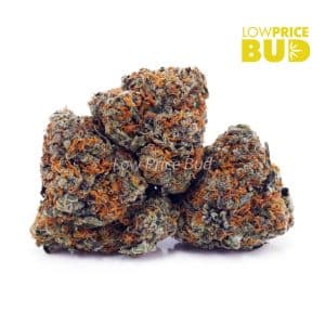 Buy Northern Lights (AAA) online Canada