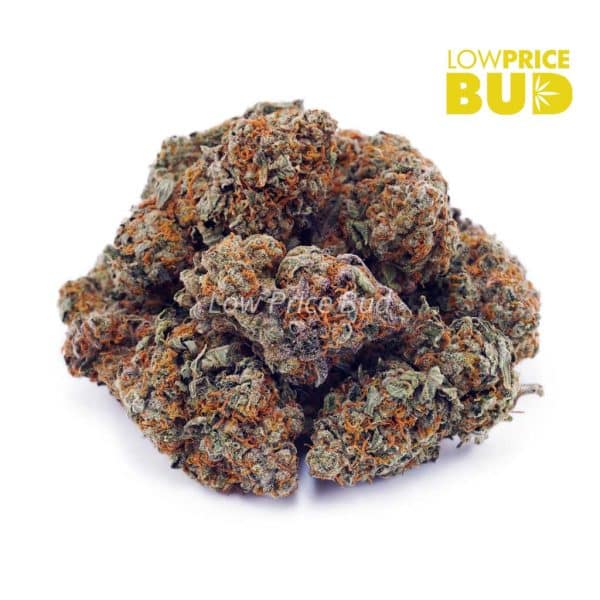 Buy Northern Lights (AAA) online Canada