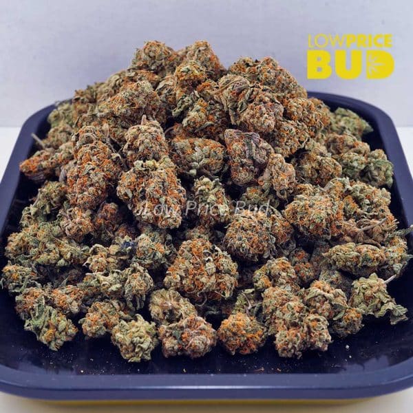 Buy Northern Lights (AAA) online Canada