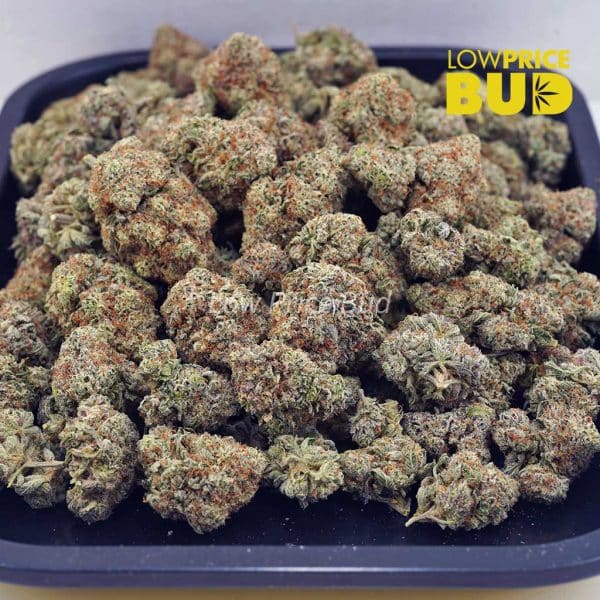 Buy Sundae Driver (AAA) online Canada