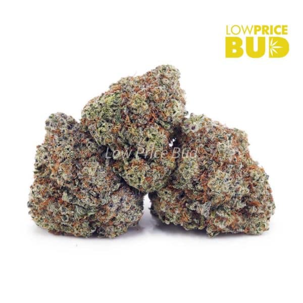 Buy Cinderella 99 (AAAA) online Canada