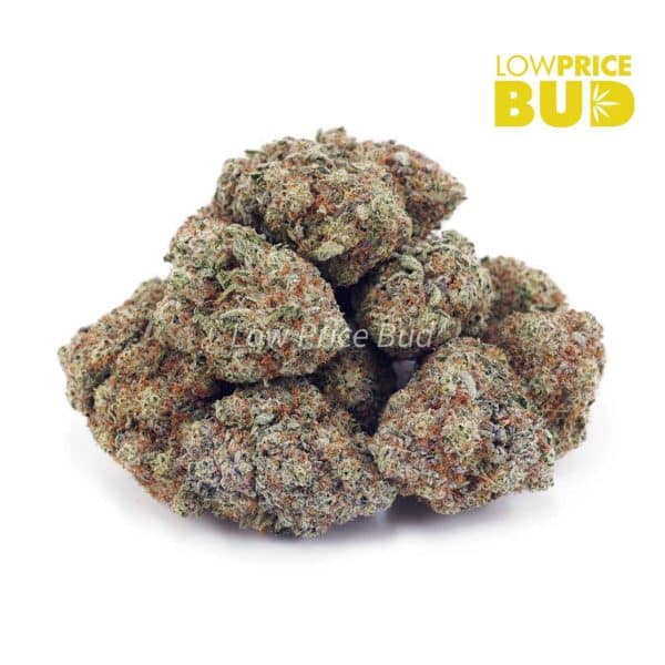 Buy Cinderella 99 (AAAA) online Canada