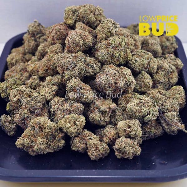 Buy Birthday Cake Kush (AAAA) online Canada