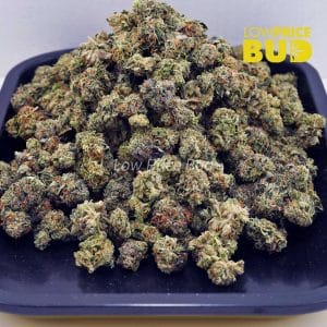 Master Yoda (AAAA) – Popcorn Nugs Buy Master Yoda (AAAA) – Popcorn Nugs online Canada