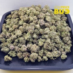Island Sweet Skunk (AAAA) – Popcorn Nugs Buy Island Sweet Skunk (AAAA) – Popcorn Nugs online Canada