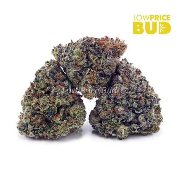 Buy Master Jedi (AAAA) online Canada