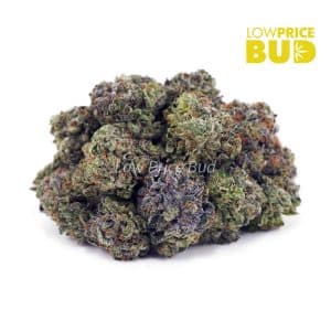 Buy Master Jedi (AAAA) online Canada