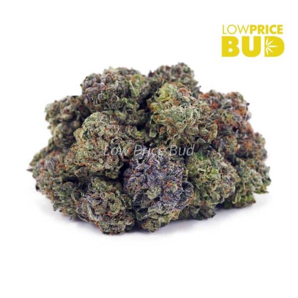 Buy Master Jedi (AAAA) online Canada