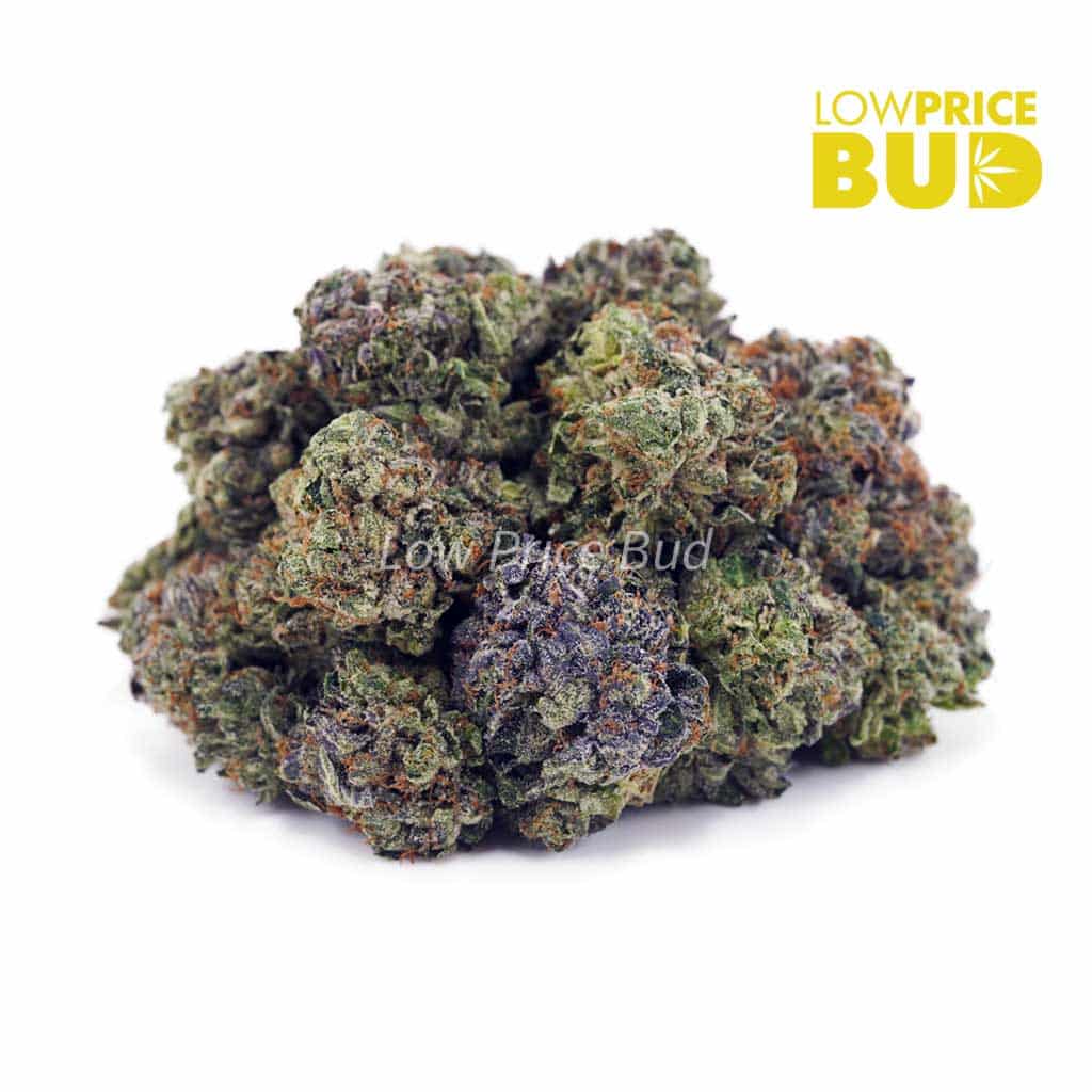 Buy Master Jedi (AAAA) online Canada