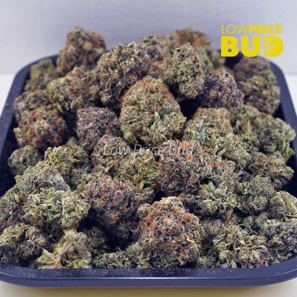 Buy Master Jedi (AAAA) online Canada