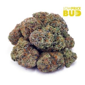 Buy Platinum Pink (AAAA) online Canada