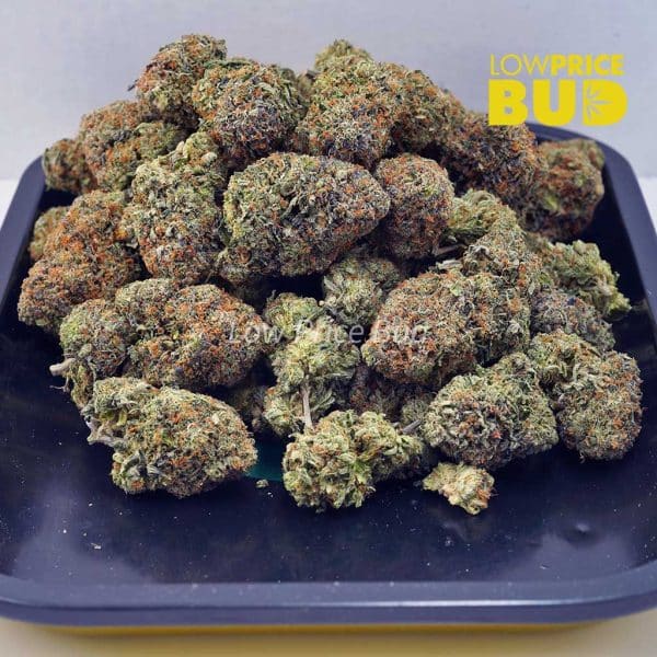 Buy Platinum Pink (AAAA) online Canada