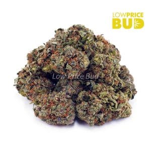 Buy Alaskan Thunder Fuck (AAA) online Canada