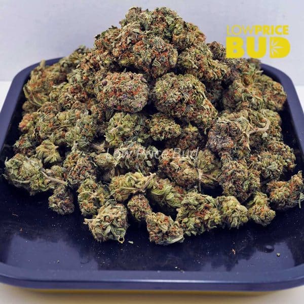 Buy Alaskan Thunder Fuck (AAA) online Canada