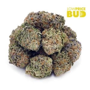 White Rhino (AAA) Buy White Rhino (AAA) online Canada
