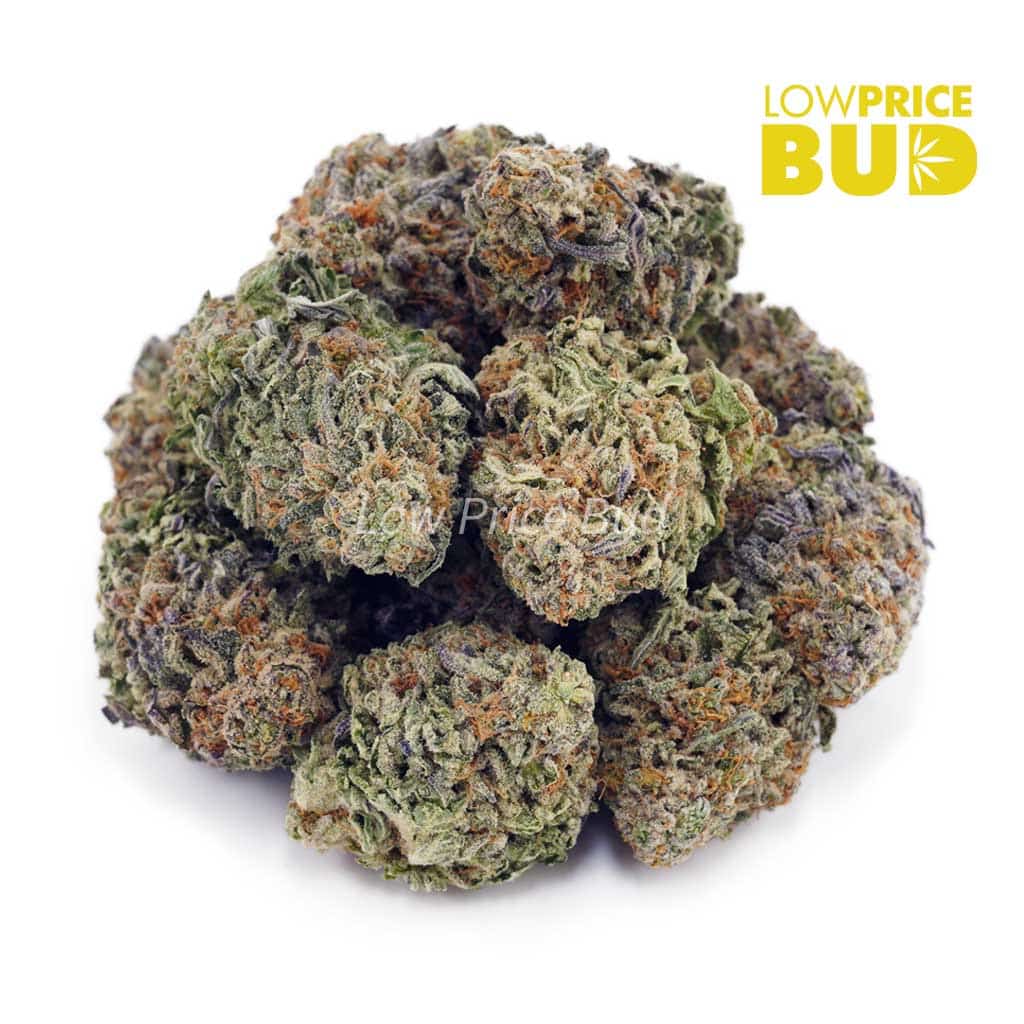 White Rhino (AAA) Buy White Rhino (AAA) online Canada