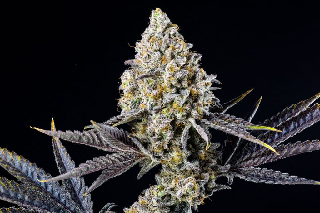 Kiwi Punch Cannabis Strain