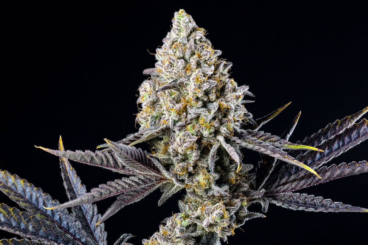 Kiwi Punch Cannabis Strain