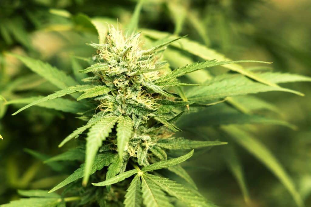 London Pound Cake Cannabis