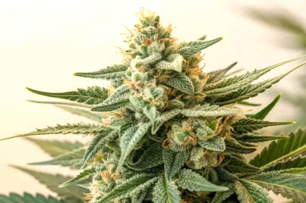 Cereal Killer Cannabis banner lpb