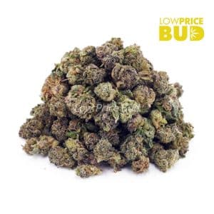 Gummy Bearz (AAAA) – Popcorn Nugs Buy Gummy Bearz (AAAA) – Popcorn Nugs online Canada