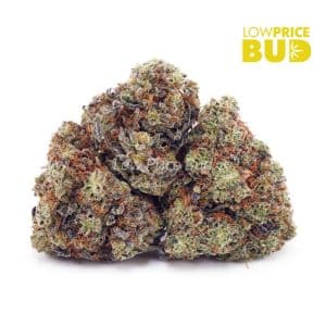 Island Kush (AA) Buy Island Kush (AA) online Canada