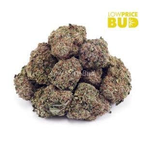 Green Goblin (AA) Buy Green Goblin (AA) online Canada