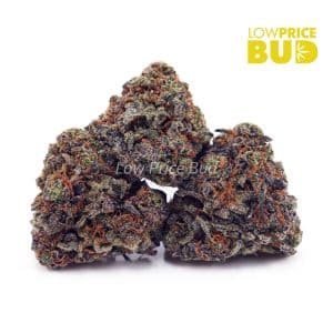 Buy Build Your Own (AA) Pound 4 x 112g online Canada