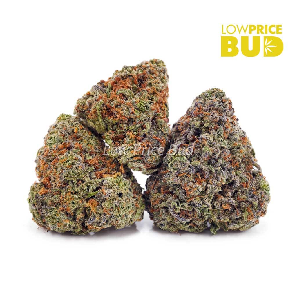 Gushers (AAA) Buy Gushers (AAA) online Canada