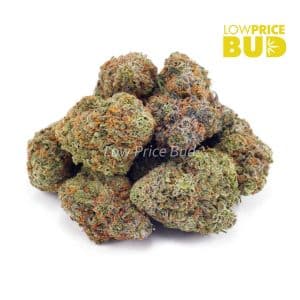 Gushers (AAA) Buy Gushers (AAA) online Canada