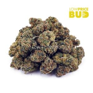 Scooby Snacks (AAAA) – Popcorn Nugs Buy Scooby Snacks (AAAA) – Popcorn Nugs online Canada