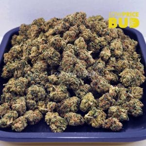 Scooby Snacks (AAAA) – Popcorn Nugs Buy Scooby Snacks (AAAA) – Popcorn Nugs online Canada