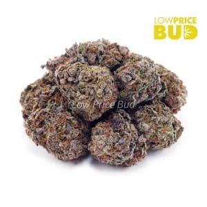 Buy Donny Burger (AAA) online Canada