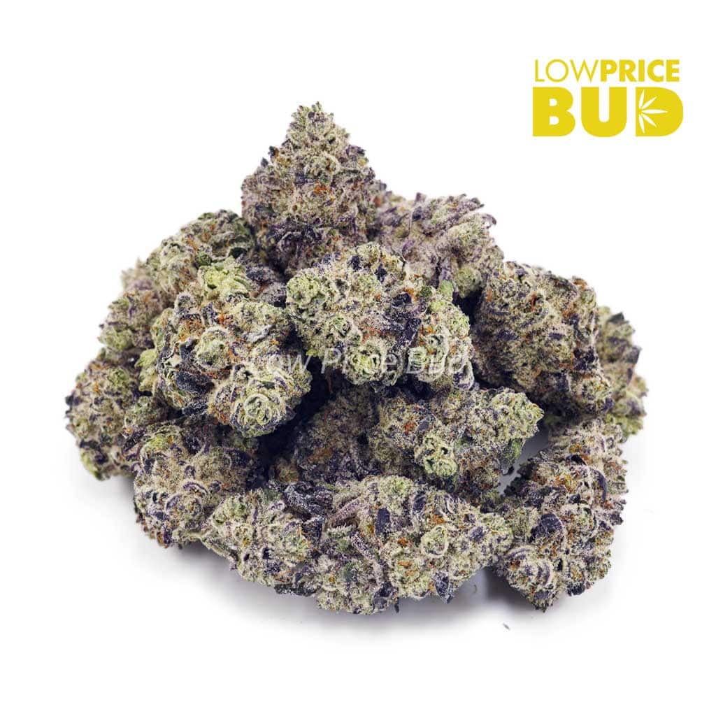 Buy Platinum Pave (AAAA) online Canada