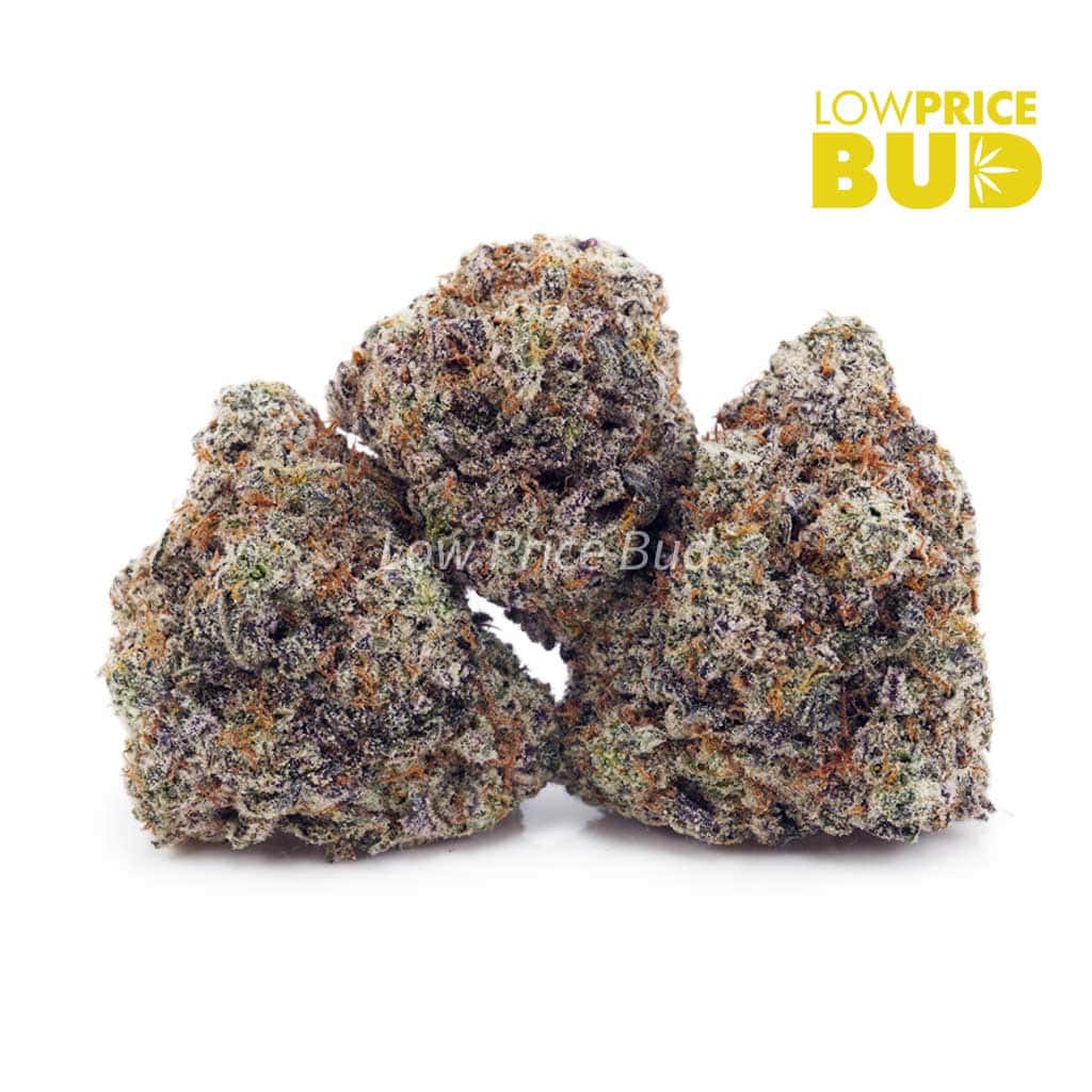 Unicorn Hunter (AAA) Buy Unicorn Hunter (AAA) online Canada