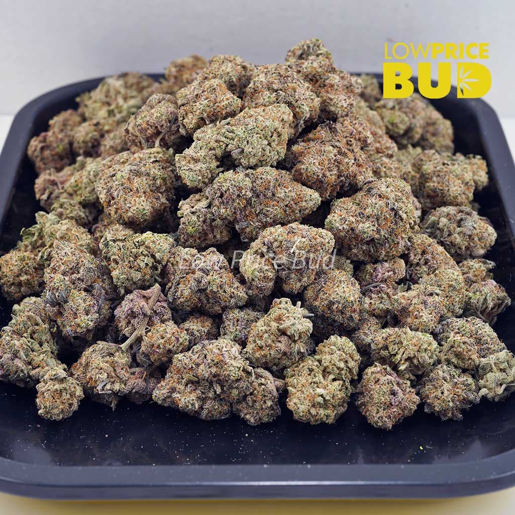 Unicorn Hunter (AAA) Buy Unicorn Hunter (AAA) online Canada