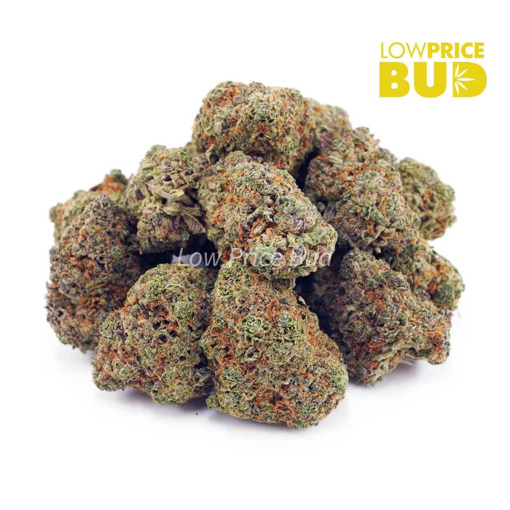 Buy Mimosa (AAA) online Canada