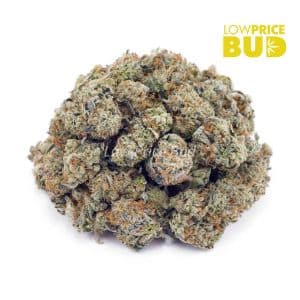 Buy GMO Cookies (AAAA) – Popcorn Nugs online Canada