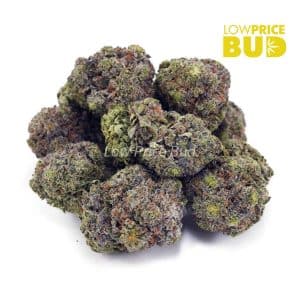 Buy Jean Guy (AA) online Canada